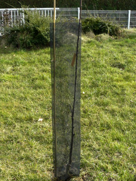 Gaine de dissuasion Forest